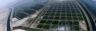 Shrimp Farm